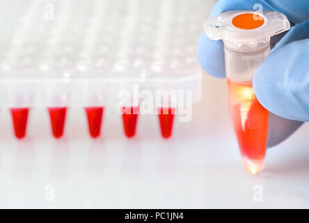 Science and molecular biology background with text space. Fingers holding tube with red liquid sample and plastic plate with with PCR reaction mixture Stock Photo