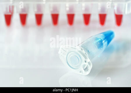 Science and molecular biology background with text space. Plastic tube with blue DNA sample and red tubes with PCR reaction mixtures. Stock Photo