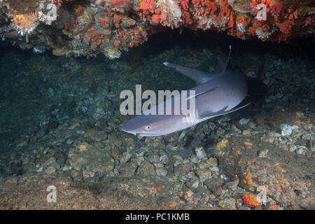 whitetip reef shark, Triaenodon obesus, with small remora or suckerfish attached, under ledge of reef, Gato Island, off Malapascua, Cebu, Philippines  Stock Photo