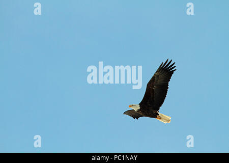 A bald eagle flying through the sky on a clear blue winter day Stock Photo