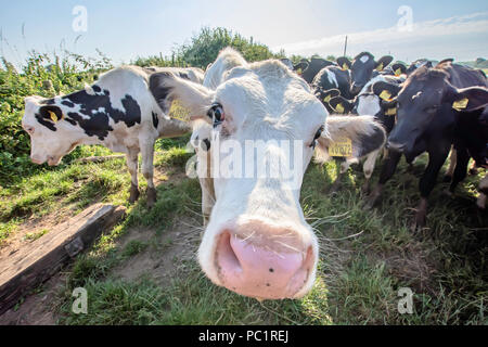 White cow close up portrait on pasture.Farm animal looking into camera with wide angle lens.Funny and adorable animals.Cattle Uk.Funny cows. Stock Photo