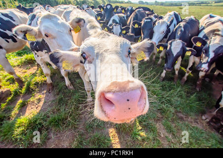 White cow close up portrait on pasture.Farm animal looking into camera with wide angle lens.Funny and adorable animals.Cattle Uk.Funny cows. Stock Photo