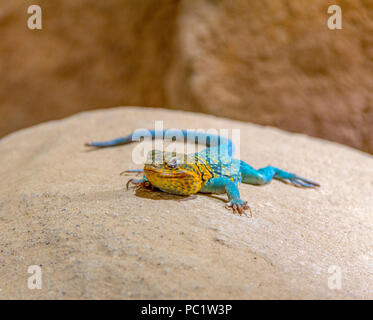 lizard named common agama resting on a stone in rocky ambiance Stock Photo