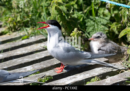 Arctic tern protecting chick Stock Photo