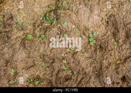 Small common liverwort - Marchantia polymorpha on wet soil Stock Photo