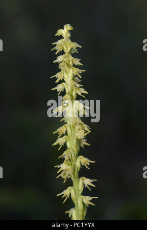 Musk Orchid (Herminium monorchis) flower spike, Estonia, July Stock Photo