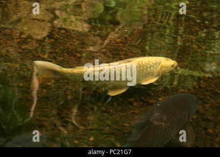 Beautiful coloured koi carp,swimming in shoal, within Roath park, cardiff,South Wales Stock Photo