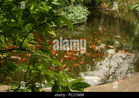 Beautiful coloured koi carp,swimming in shoal, within Roath park, cardiff,South Wales Stock Photo