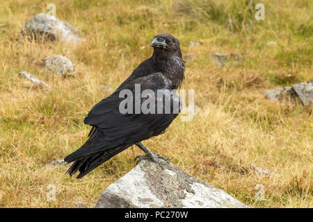 Raven, large black common or Northern Raven, perched on a lichen covered rock.  Scientific name: Corvus corax. Horizontal. Stock Photo
