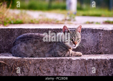 Tabby cat resting on the stairs Stock Photo