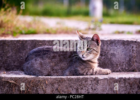 Tabby cat resting on the stairs Stock Photo