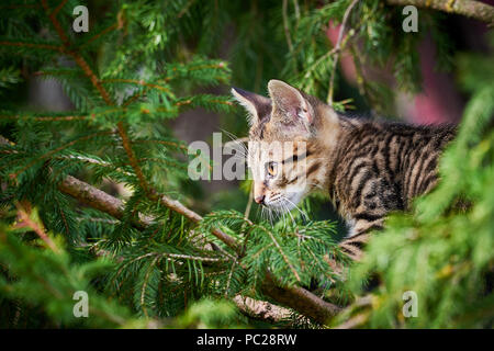 Tabby Cat Climbing A Tree Stock Photo
