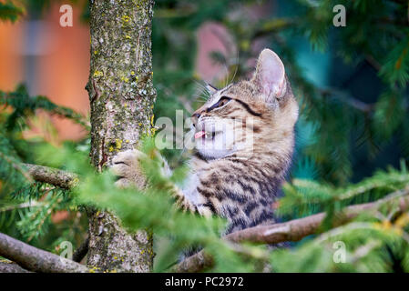 Tabby Cat Climbing A Tree Stock Photo