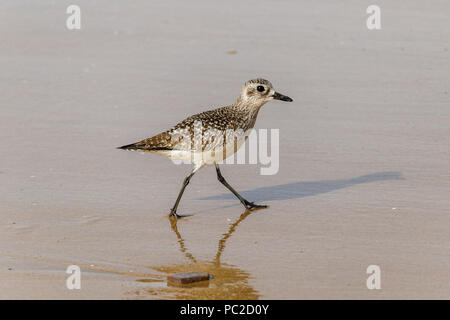 Closeup of Sandpiper (Sanderling) walking on empty section of beach in Crystal Cove State Park in Laguna, Beach, California. Stock Photo