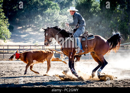A real life cowboy wrangler with lasso roping young steer in a rodeo, on horseback with cowboy hat in action shot, dust and sun. Stock Photo
