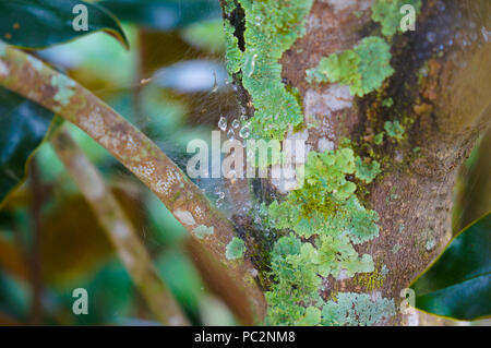 raindrops trapped in spiderweb in a tree Stock Photo