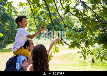 Boy on top of father's shoulders feeding a parakeet in Hyde Park, London, UK Stock Photo