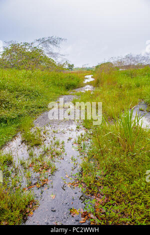 Pitch Lake, the largest natural deposit of asphalt in the world, La Brea, Trinidad and Tobago. It is reported to be 75 m deep. Stock Photo