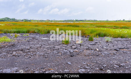 Pitch Lake, the largest natural deposit of asphalt in the world, La Brea, Trinidad and Tobago. It is reported to be 75 m deep. Stock Photo