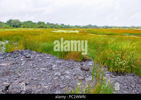 Pitch Lake, the largest natural deposit of asphalt in the world, La Brea, Trinidad and Tobago. It is reported to be 75 m deep. Stock Photo