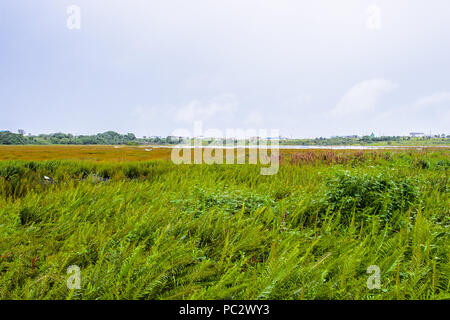 View of the Pitch Lake, the largest natural deposit of asphalt in the world, La Brea, Trinidad and Tobago. Stock Photo