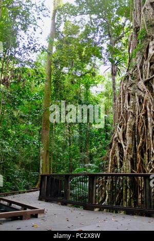 The Cathedral Fig Tree, Atherton Tablelands, QLD, Australia Stock Photo