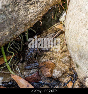 South African River Frog (Amietia quecketti), Plettenberg Bay, South