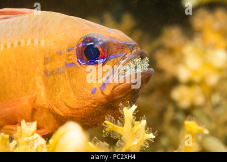 This male ring-tailed cardinalfish, Ostorhinchus aureus, is protecting and incubating its eggs by carrying them in his mouth, Philippines. Stock Photo