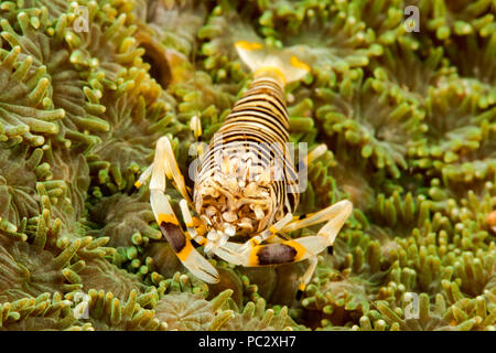 The bumblebee shrimp, Gnathophyllum americanum, is similar in coloration to a brightly colored bumblebee, and can grow up to 1 inch in length, Philipp Stock Photo