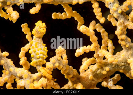 Yellow pygmy seahorse, Hippocampus bargibanti, Philippines. Also known as Bargibant's pygmy seahorse, they are found from southern tropical Japan, thr Stock Photo
