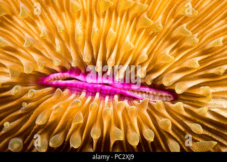Mouth detail of a colorful and healthy mushroom coral, Fungia fungites, that is growing on a tropical coral reef in the Philippines. Mushroom coral is Stock Photo