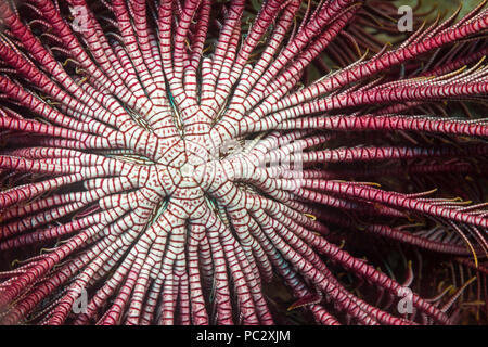 Detail of the center branching arms of a crinoid or feather star, Lamprometra klunzingeri, open and feeding on plankton at night. Stock Photo