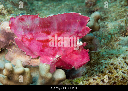 The leaf scorpionfish,Taenianotus triacanthus, does not possess any venomous fin spines and reaches around 4 inches in length, Yap, Micronesia. Stock Photo