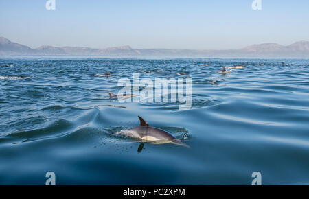 A pod of Common Dolphins swimming in False Bay, South Africa Stock Photo