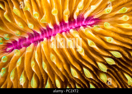 Mouth detail of a colorful and healthy mushroom coral, Fungia fungites, that is growing on a tropical coral reef in the Philippines. Mushroom coral is Stock Photo