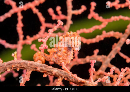 Pygmy seahorse, Hippocampus bargibanti, Philippines. Also known as Bargibant's pygmy seahorse, they are found from southern tropical Japan, throughout Stock Photo