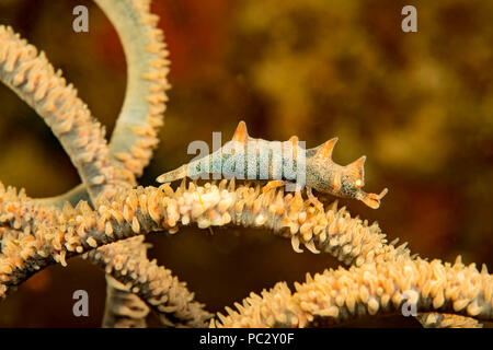 The dragon shrimp, Miropandalus hardingi, on whip coral, is also known as a gorgonian sandaled shrimp,  Philippines. Stock Photo