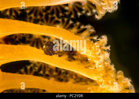 Gammaridean amphipod, Cyproidea sp. on a seapen, also known as a ladybug amphipod, Philippines, Southeast Asia. Stock Photo