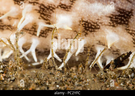 This is a close-up of skeleton shrimp, Caprellide sp. The background is of a passing calf cowry,  Lyncina vitellus. The size of the grains of sand giv Stock Photo