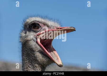 A closeup portrait of an Ostrich head Stock Photo