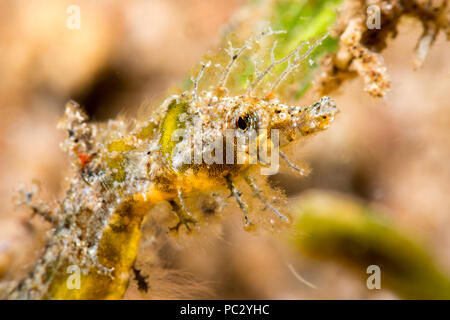 An extreme closeup of a shortpouch pygmy pipehorse, Acentronura tentaculata, which is also know as a hairy pygmy pipehorse, Dumaguete, Philippines. Stock Photo