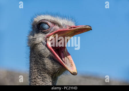 A closeup portrait of an Ostrich head Stock Photo