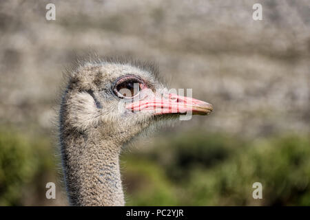 A closeup portrait of an Ostrich head Stock Photo