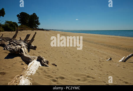 Driftwood on a sandy bay in Golden Bay region, New Zealand Stock Photo