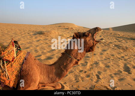 Reclining camel yawning at Sam Sand Dunes, Jaisalmer, Rajasthan, India, Asia Stock Photo