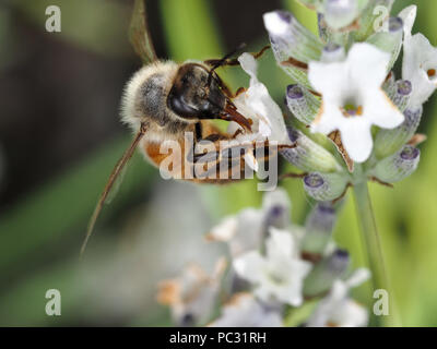 Honey bee (Apis mellifera) feeding on white lavender flowers, focus on the tongue Stock Photo