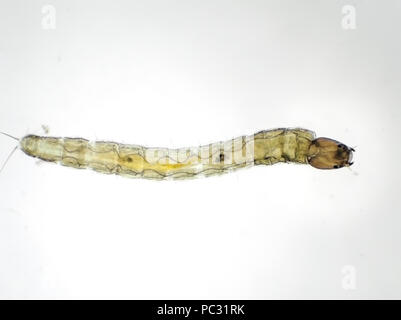 Midge larva (Chironomidae), about 2mm in length, light micrograph Stock Photo