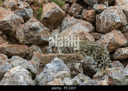 snow leopard (Panthera uncia) with large rocks Stock Photo