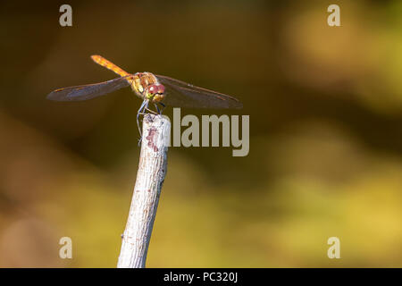 Dragenfly perched on a stick close-up macro. Stock Photo