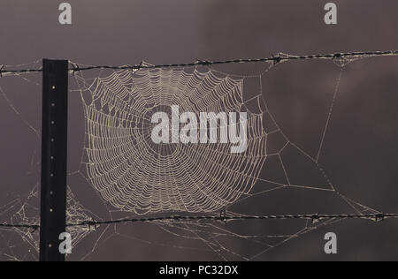 SPIDER WEB ON BARBED WIRE FENCE COVERED IN THE MORNING DEW ON A RURAL PROPERTY IN NEW SOUTH WALES, AUSTRALIA. Stock Photo
